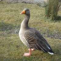 Greylag Goose